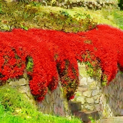 15000pcs Red Creeping Thyme Seeds Ground Cover,Thyme Seeds for Planting Indoors,Thymus Seed Perennial Flower Non-GMO Heirloom for Home Garden - Image 2