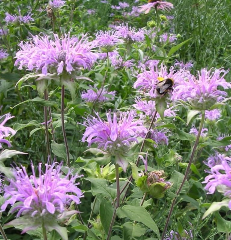 Set of 4 Live Flowering Bee Balm Plants – Vivid Pink Color - Monarda 'Bubblegum Blast' – Bright Pink Blooms – Attracts Butterflies & Bees – 4 Live Plug Plants (~4” Tall) NOT Potted – Perennial by Unknown