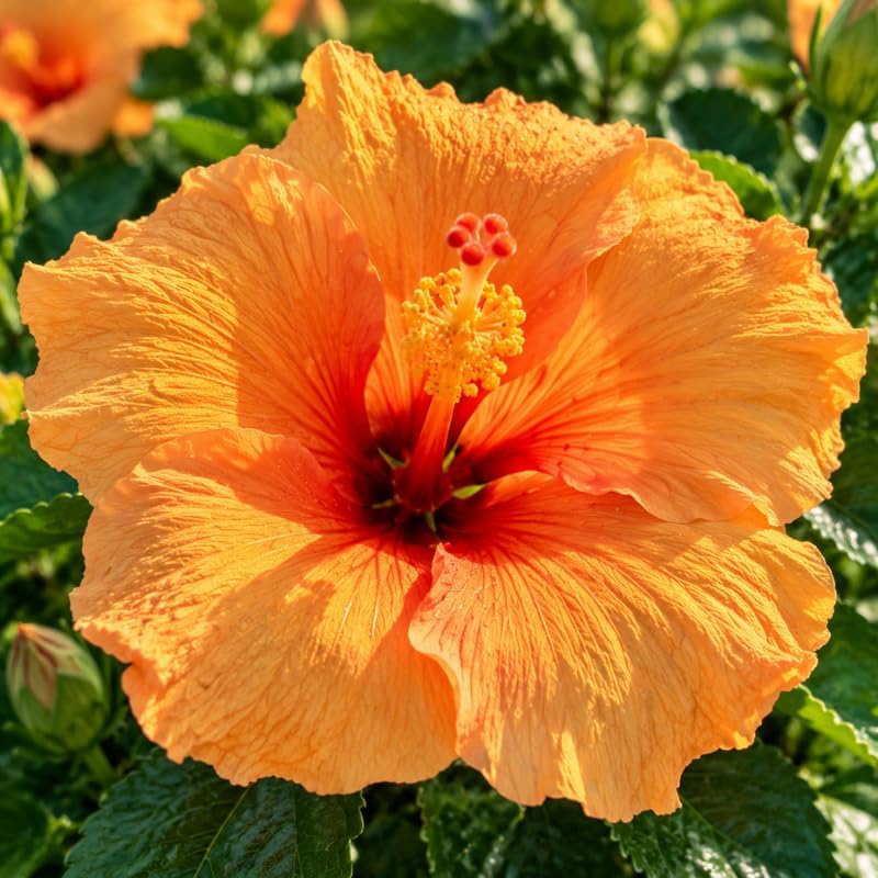 3 Hardy Hibiscus Live Plants, Flowering Shrub, Golden Orange Blooms, 4-7" - Image 4