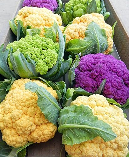 50+ Cauliflower Mix Seeds Heirloom Non-GMO Purple Green Yellow White, Super Delicious, Healthy, from USA, US Grown! - Image 2