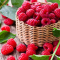 2 Red Raspberry Live Plants, Home Garden Berry Bush, 5-10 Inch Tall by AVERAR