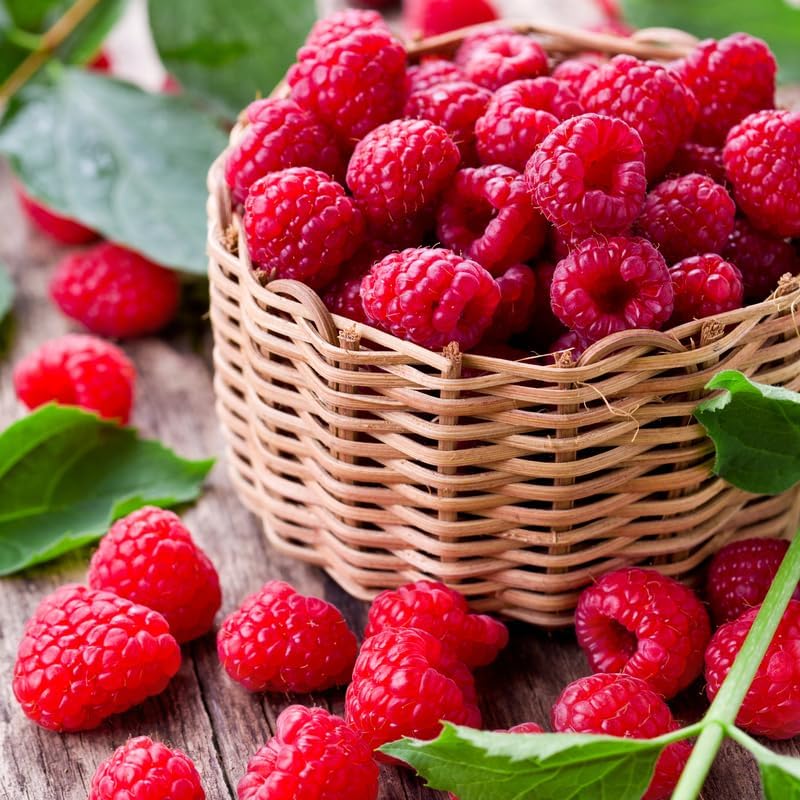 2 Red Raspberry Live Plants, Home Garden Berry Bush, 5-10 Inch Tall by AVERAR