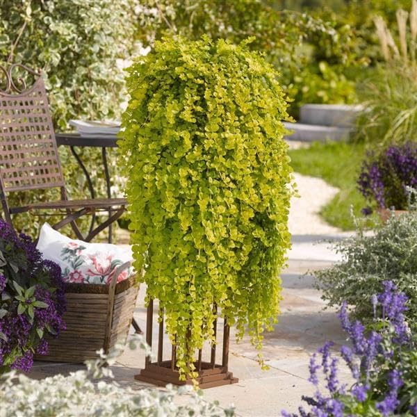 Lysimachia Goldilocks – Creeping Jenny Golden Foliage - Pack of 2 Live Starter Plants (4-6 Inches Tall) – Fast-Spreading Groundcover, Container-Friendly Accent, Easy Grow & Low-Maintenance Plant - Image 5
