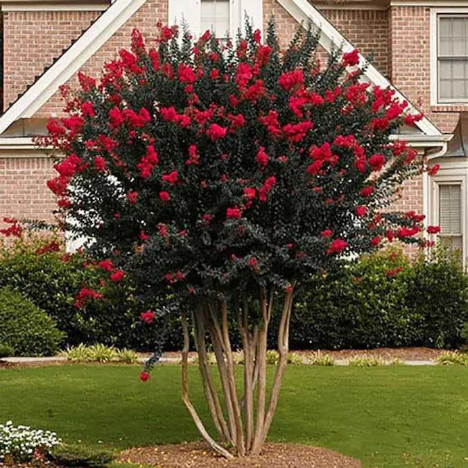 Red Crape Myrtle Tree - 6-12" Tall Live Plant - Quart Pot - Image 7