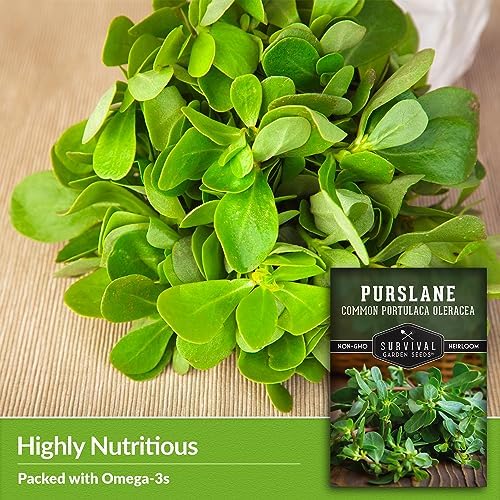 Purslane Seeds for Planting, Verdolagas - 5 Packs - Image 4