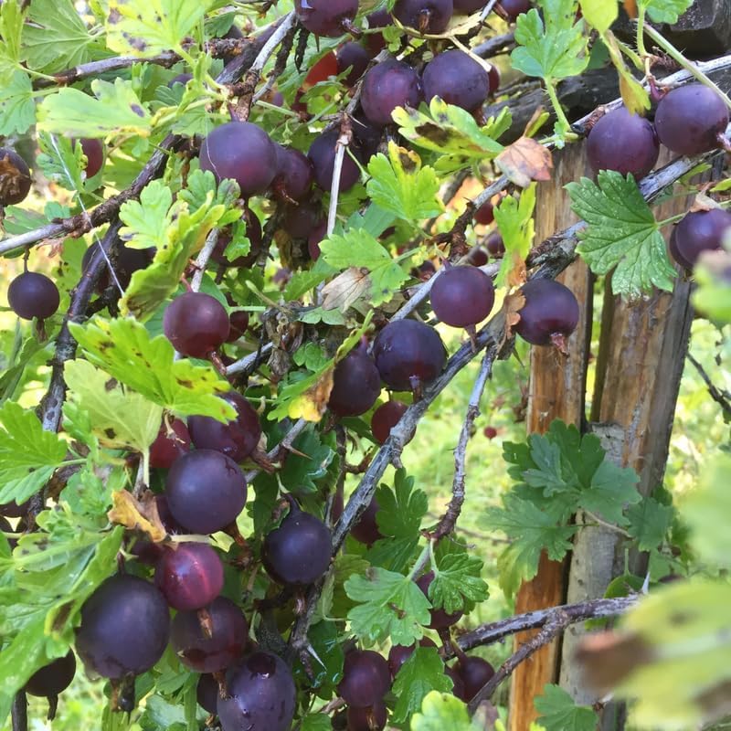 Black Velvet Gooseberry Plant Live, Well-Rooted Berry Shrub, 5-9 Inch Tall - Image 2