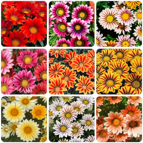 300+ Perennial Gazania Rigens Flower Seeds for Planting - Drought-Tolerant Ground Cover, Ideal for Rock Gardens & Borders, Attracts Pollinators, Low-Maintenance by Unknown