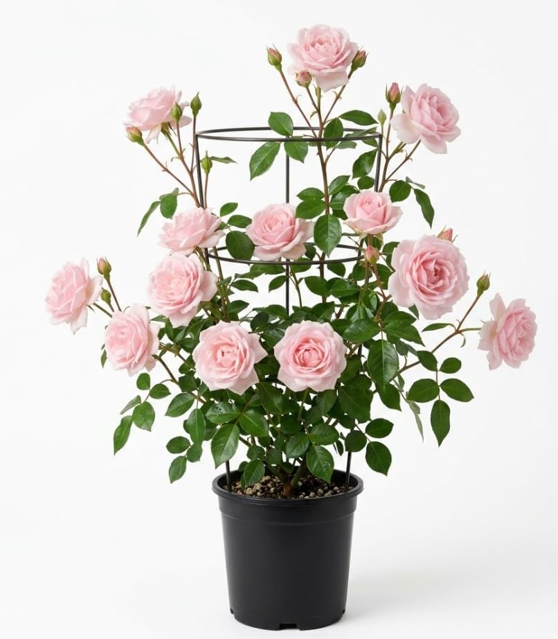 Pink Rose Plant Live for Planting, Fragrant Pink Climbing Rose Vine Bush for Outdoor Garden 4 to 6 Inch Tall by Unknown