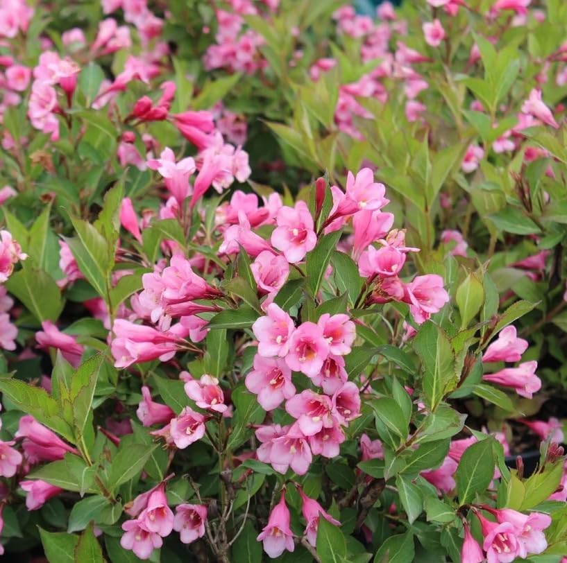 Pink Weigela Live Plant, Reblooming Weigela Shrub, Hardy Flowering Bush, Pink Bloom Landscape Plant, 6-12 Inch Tall, 4 Inch Pot - Image 3