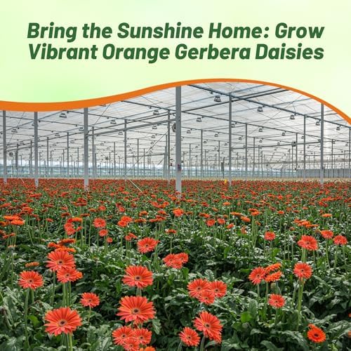 Outsidepride Pastel Orange Gerbera Seeds - 10 Pcs Perennial, Compact & Low Maintenance, Flower Seeds for Planting w/Vibrant Orange Blooms, Ideal for Garden Landscaping & Cut Flower Arrangements - Image 5