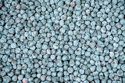 Perfect Plants Powder Blue Rabbiteye Blueberry, 1 Gallon, Live Plant - Image 4
