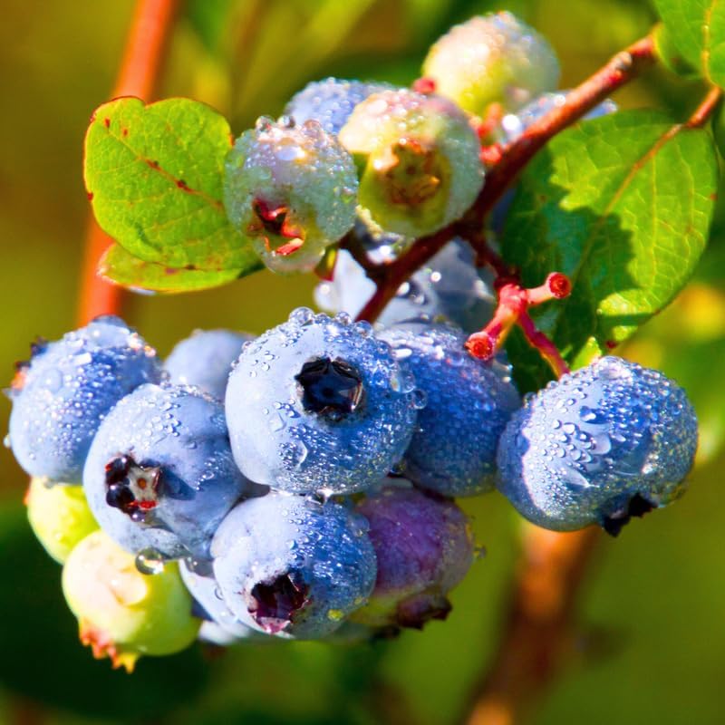 2 Sunshine Blue Blueberry Plants Live, Berry Tree Seedling - Image 3
