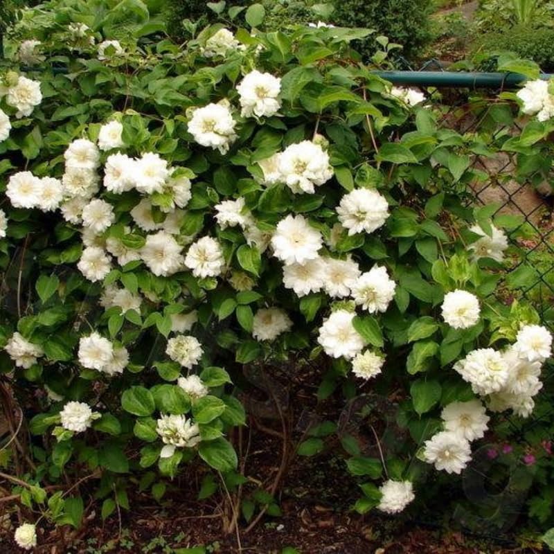 Double White Clematis Vine Plant, Clematis Vine Plants Live in 2.5 Inch Pot - Image 3