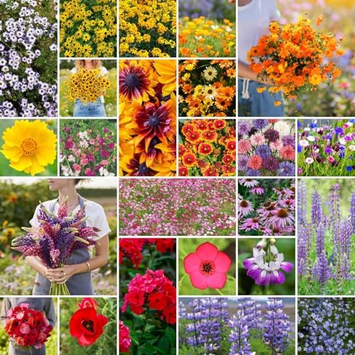 Eden Brothers Southwest Wildflower Mixed Seeds for Planting, 1 lb by EdenBrothers