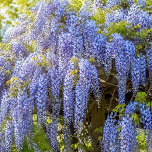 Blue Wisteria Live Plant, 2.5" Pot, Vigorous Growing Climbing Vine, Easy Care Flowering Vine, Cold-Hardy Plant for Outdoor Garden, Patio and Backyard - Image 2