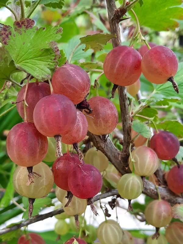 Gooseberry Bush Live Plant, Edible Berry Fruit Shrub, 5-9 Inch Tall - Image 4