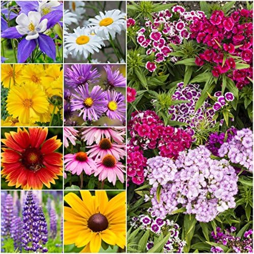 Seed Needs Perennial Wildflower Seed Mix 30,000 Seeds 2 Ounce Bulk Pack by SeedNeeds