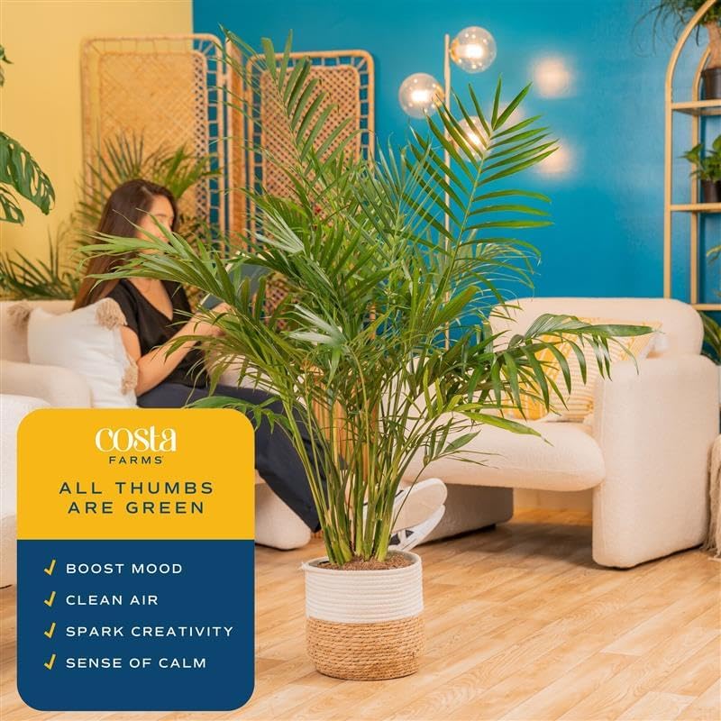 Costa Farms Cat Palm, Live Indoor Plant, Tropical Decor, 3-4 Ft. Tall - Image 5