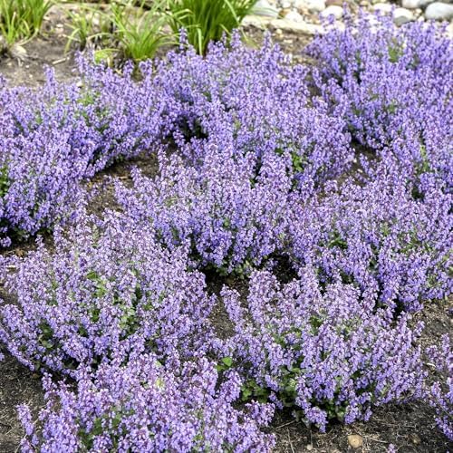 Nepeta 'Cat's Pajamas', Proven Winners, flowering plant, Cnt Sz: 4.5" - Image 2