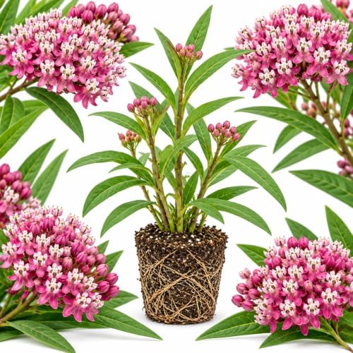 Purple Swamp Milkweed Plant Live, Well-Rooted 4-6" Potted Plant, Cold-Hardy Butterfly Host Plant for Sunny Patios and Landscapes by GINGERGLOW