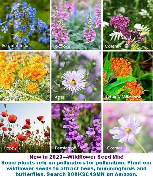 Bean Seeds for Planting Vegetables and Fruits.Pole Beans,Bush Beans,Romano Beans.Non GMO Garden Seeds for Home Vegetable Garden-6g,25ct+ Red Yard Long Pole Bean Seeds YardLong Asparagus Bean - Image 3