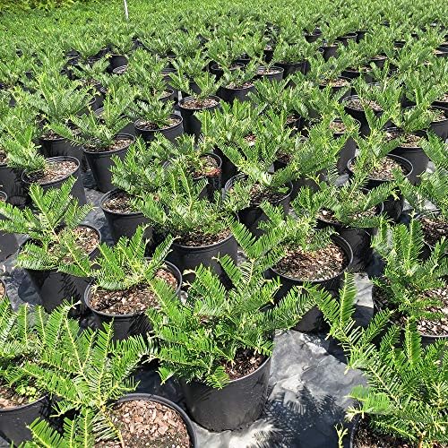 Perfect Plants Spreading Yew, 3 Gallon, Live Groundcover Plant - Image 5