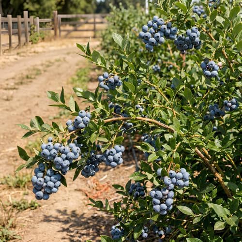 Austin Blueberry Live Plant, Hardy Fruit Bush, 1-2 Ft Tall, Gallon Pot - Image 4
