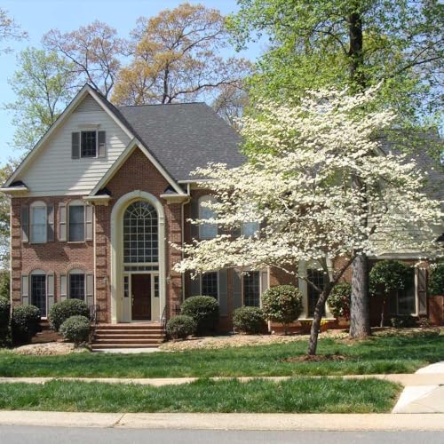 Brighter Blooms - White Dogwood Tree, 2-3 ft. - Image 2