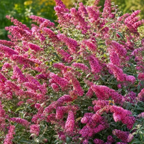 Buddleia Butterfly Bush Live Plant | 4 Inch Tall | Flowering Shrub with Deep Purple Blooms | Easy to Grow Plant for Outdoor Gardens, Borders & Pollinator Landscapes - Image 2
