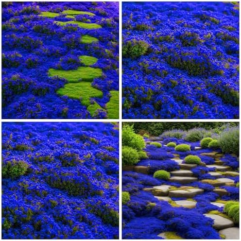 20000+ Creeping Thyme Seeds for Planting Perennial Landscaping Ground Cover Plants Seeds Non-GMO Dwarf Serpyllum Thyme Seeds by WivolibeSeeds