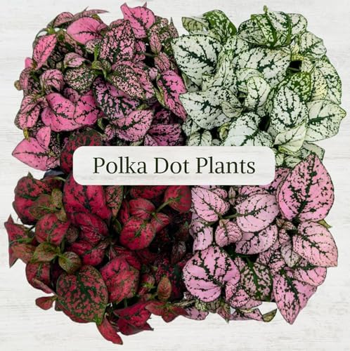 Polka Dot Plant Collection (4-Pack) - Live Houseplants, Small Indoor Plants, Hypoestes (Red, White, Rose, and Pink) - Colorful, Air-Purifying House Plants (Collection) - Image 2