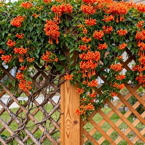 Flame Vine Plant Seeds, 100+ Climing Firecracker Vine Seeds Attracts Pollinators, Heirloom Pyrostegia Venusta Flower Seed for Garden Home Outdoor - Image 6