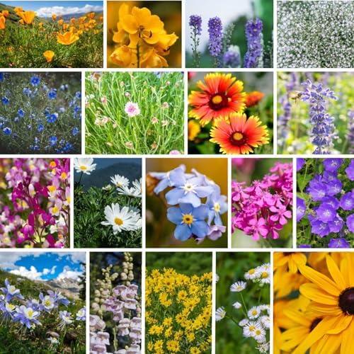 Mountain Valley Seed Co Rocky Mountain Wildflower Seeds Mix 1 Lb Seed Pouch by MountainValleySeedCompany