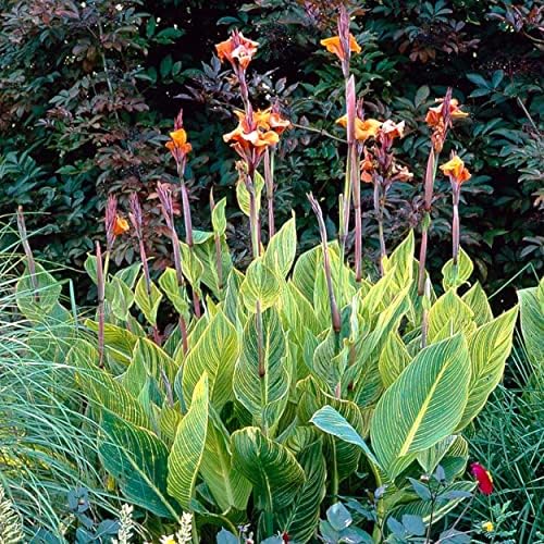 Canna ‘Pretoria’, a Great Live Pond Plant for Your Water Garden. Filters koi and Goldfish Pond. Good for Bogs, Plant Shelf or Shallow Water This marginal Aquatic is a Real Beauty - Image 2