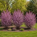 Purple Sand Cherry Live Plants - 3 Pack Bare Root Flowering Shrubs - Ornamental Prunus Cistena Bushes - Pink Spring Blooms & Purple Foliage - Hardy Landscape Privacy Plants (3 Saplings) by CZGrain