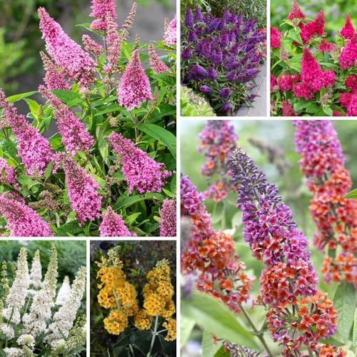 2 Mixed Butterfly Bushes Plants, Perennial Flower Shrub, 4-7'' Tall - Image 4