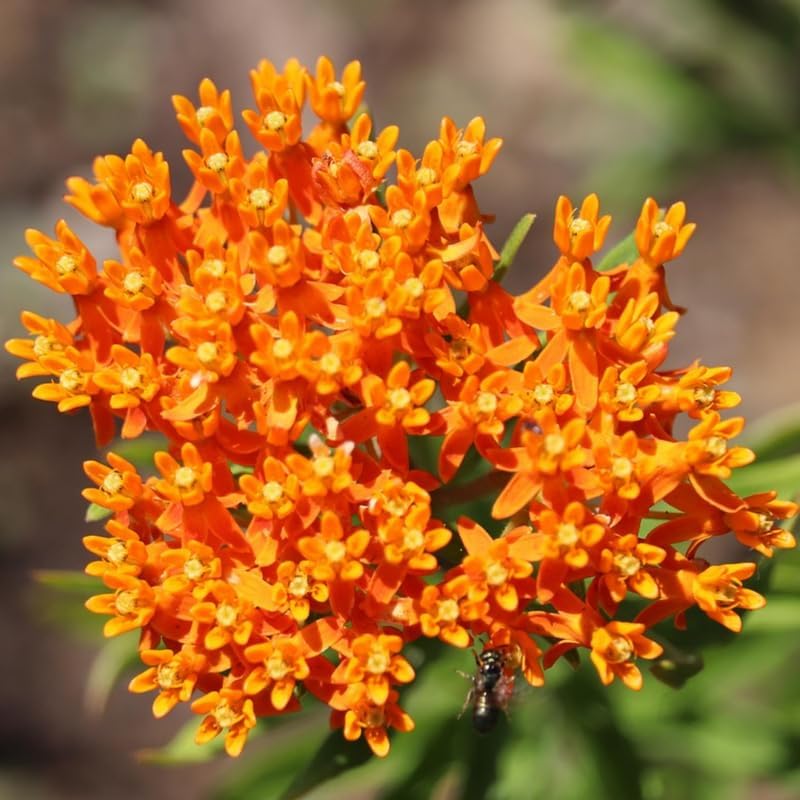 4 Orange Milkweed Live Plants, Flower Plant, 1-3 Inch Tall - Image 5
