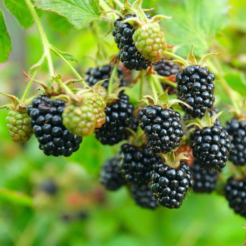 2 Triple Crown BlackBerry Plants Live, Fruit Berry Bush, 4-7 Inch Tall - Image 7