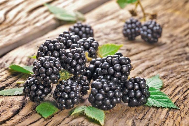 Chester BlackBerry Live Plant (5-9" Tall) – Thornless Sweet Berry Bush – Cold Hardy Zones 5-8 – Late Season Rubus Starter for Patio Containers or Outdoor Gardens – High Yield & Disease Resistant - Image 6