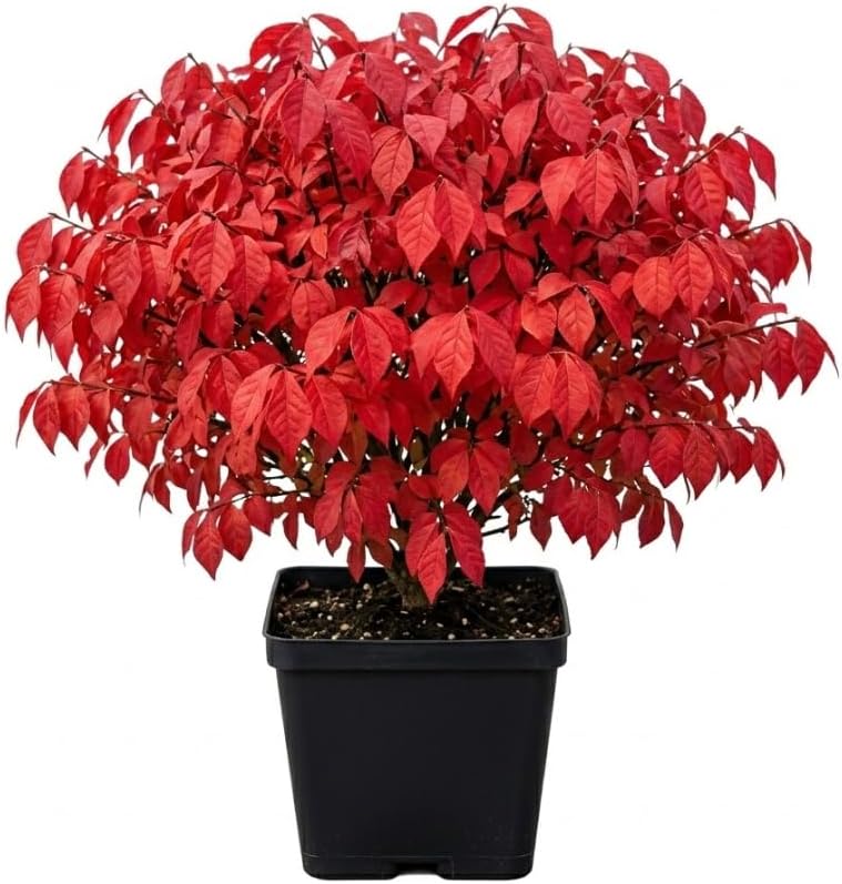 Dwarf Burning Bush Shrub Live Plant, Vibrant Scarlet Red Fall Color, Winged Euonymus Plant 6-12" Tall 4" Pot by Unknown