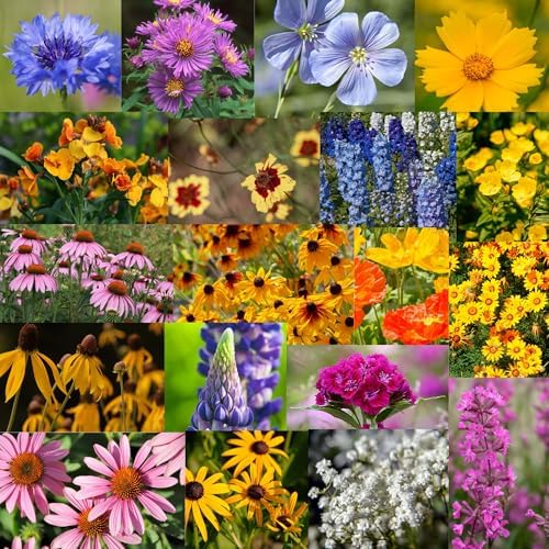 Mountain Valley Seed Co Wildflower Seed Bulk - Midwestern Wildflower Mix by MountainValleySeedCompany