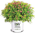 Proven Winners - Spiraea jap. Double Play Gold (Spirea) Shrub, , #3 - Size Container by GreenPromiseFarms