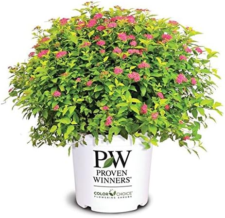 Proven Winners - Spiraea jap. Double Play Gold (Spirea) Shrub, , #3 - Size Container by GreenPromiseFarms