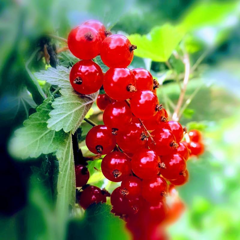 Red Currant Bush Live Plant, Home Garden Berry Fruit Tree, 5-9 Inch Tall - Image 3