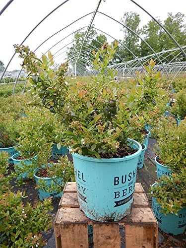 Bushel and Berry™ - Vaccinium cor. Blueberry Glaze (Blueberry) Edible-Shrub, , #2 - Size Container - Image 2