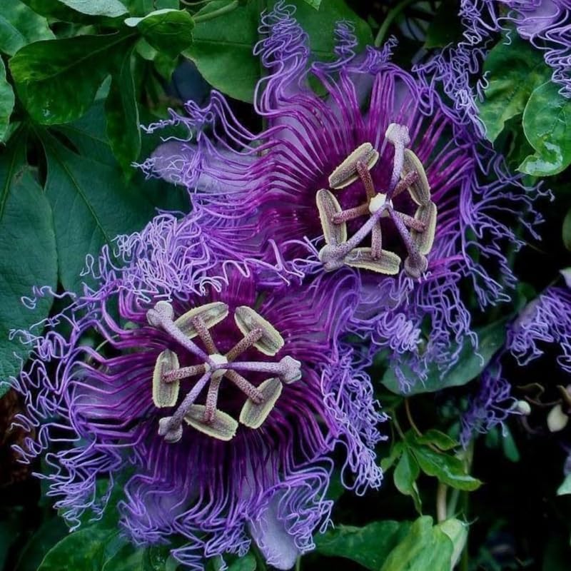 2 Purple Passiflora Plants, Colorful Passion Flower Vines, 4-7'' Tall - Image 2