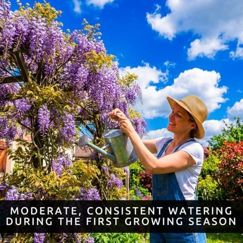 3 Wisteria Live Plants 1–2 Ft Tall – Flowering Wisteria Vine (Wisteria Floribunda) – Fast Growing Climbing Plant for Garden, Trellis, Pergola & Bonsai Training (3 Plants) - Image 5