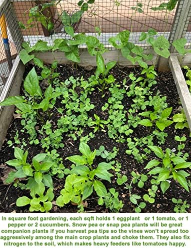 Bean Seeds for Planting Vegetables and Fruits. Pole Beans,Bush Beans,Romano Beans.Non GMO Garden Seeds for Home Vegetable Garden-65ct+ Sugar Snap Pea Seeds,豌豆苗,Edible Pod/Sweet Snap Pea Shoots & Tips - Image 6