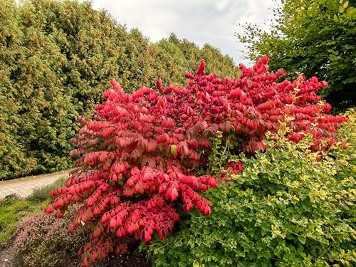 Greenwood Nursery: Live Shrub Plants - Dwarf Burning Bush + Euonymus Alatus - [Qty: 2X 3.5 Pots] - (Click for Other Available Plants/Quantities) - Image 2