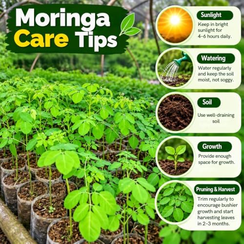 2 Large Moringa Tree Plants,12-20 Inc Tall, Oleifera Moringa Drumstick Tree - Image 3